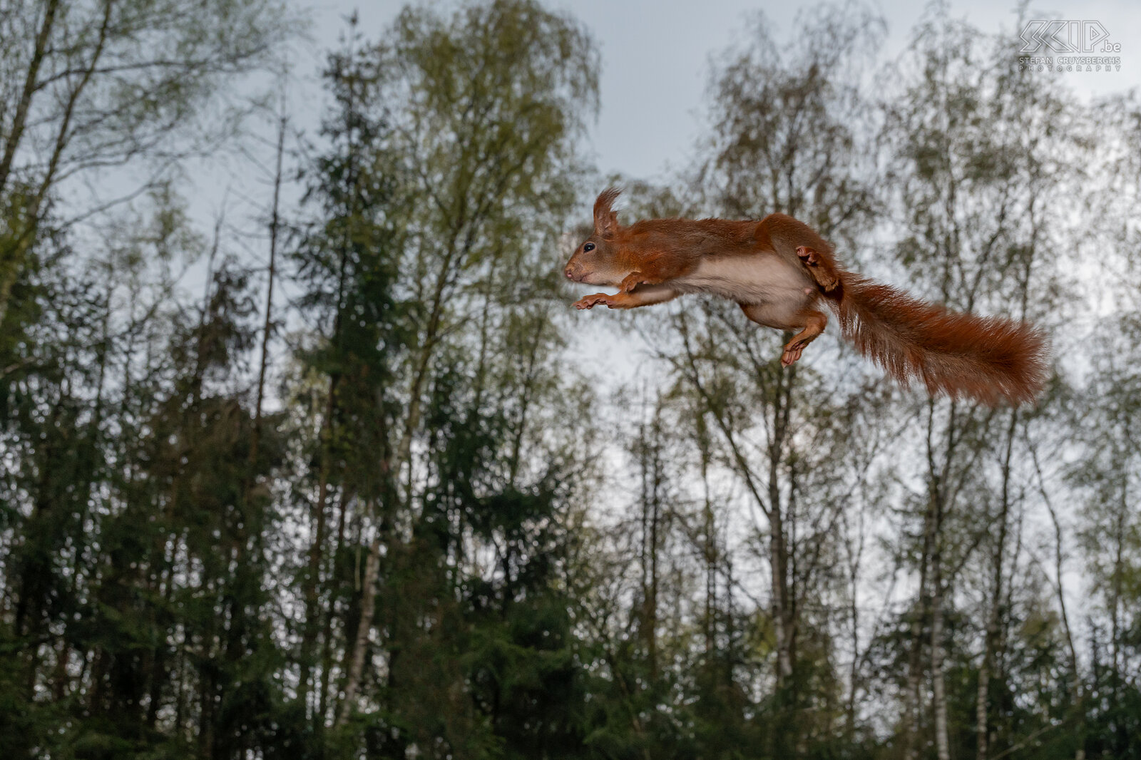 Jumping squirrel Red squirrel / Sciurus vulgaris Stefan Cruysberghs